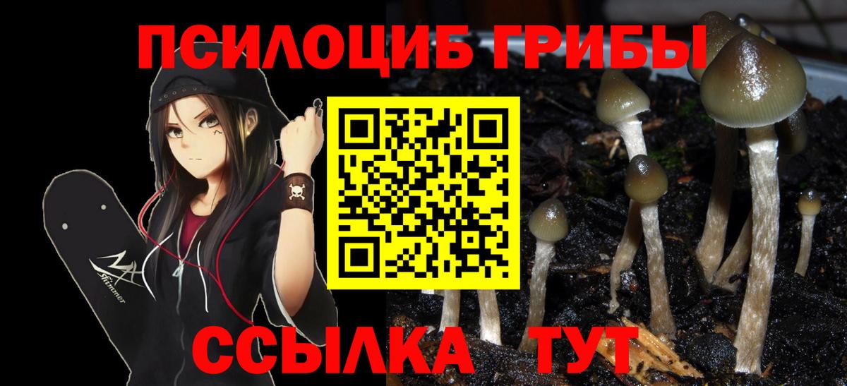 цены   Вход с VPN  Заволжье  Псилоцибиновые грибы Cubensis 